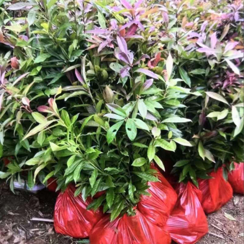 木荷杯苗）邹家苗圃大量供应木荷，欢迎老板来电咨询