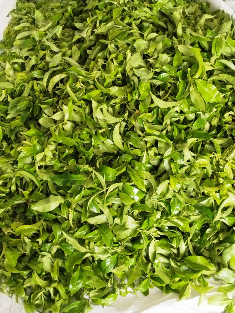 【推荐】云南勐库大雪山古树茶，茶园生态环境好，茶品质好，