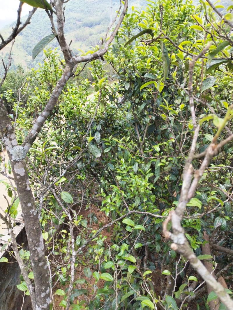 【推荐】云南勐库大雪山古树茶，茶园生态环境好，茶品质好，