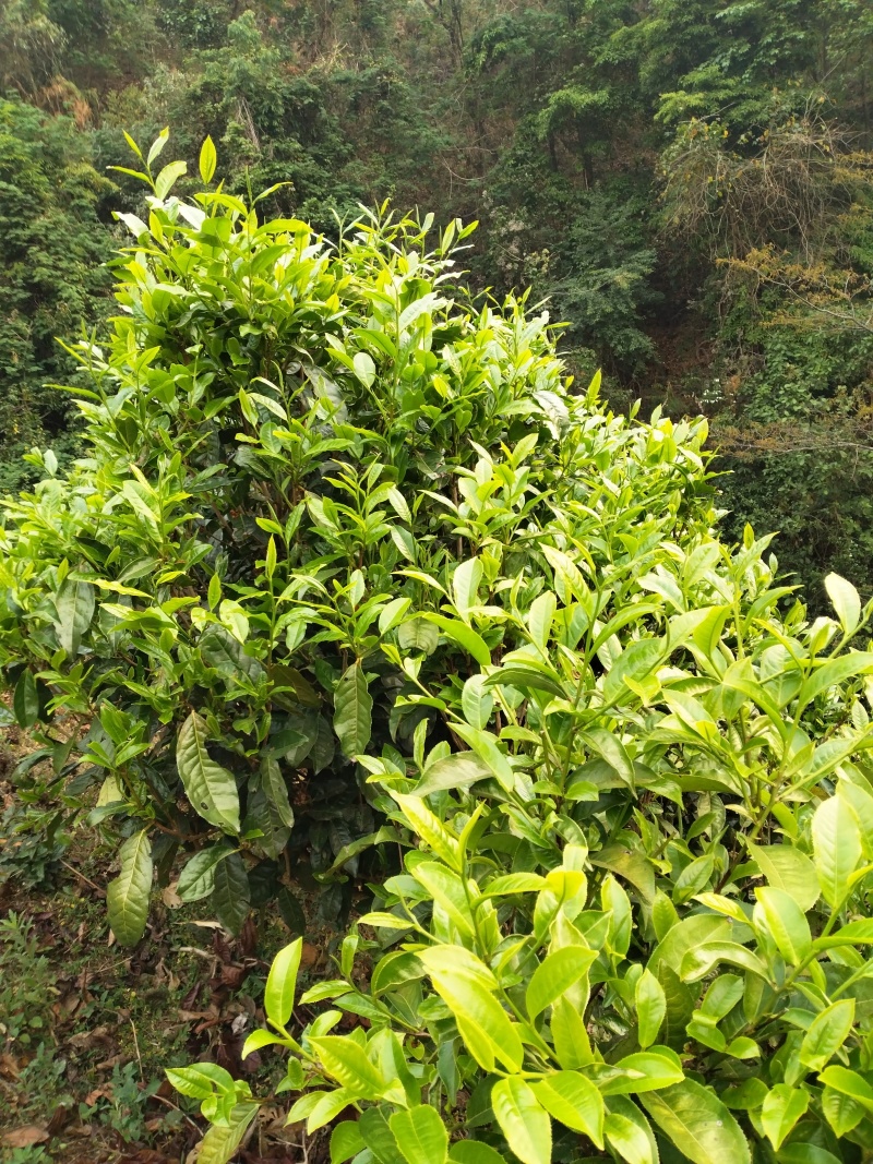 【推荐】云南勐库大雪山古树茶，茶园生态环境好，茶品质好，