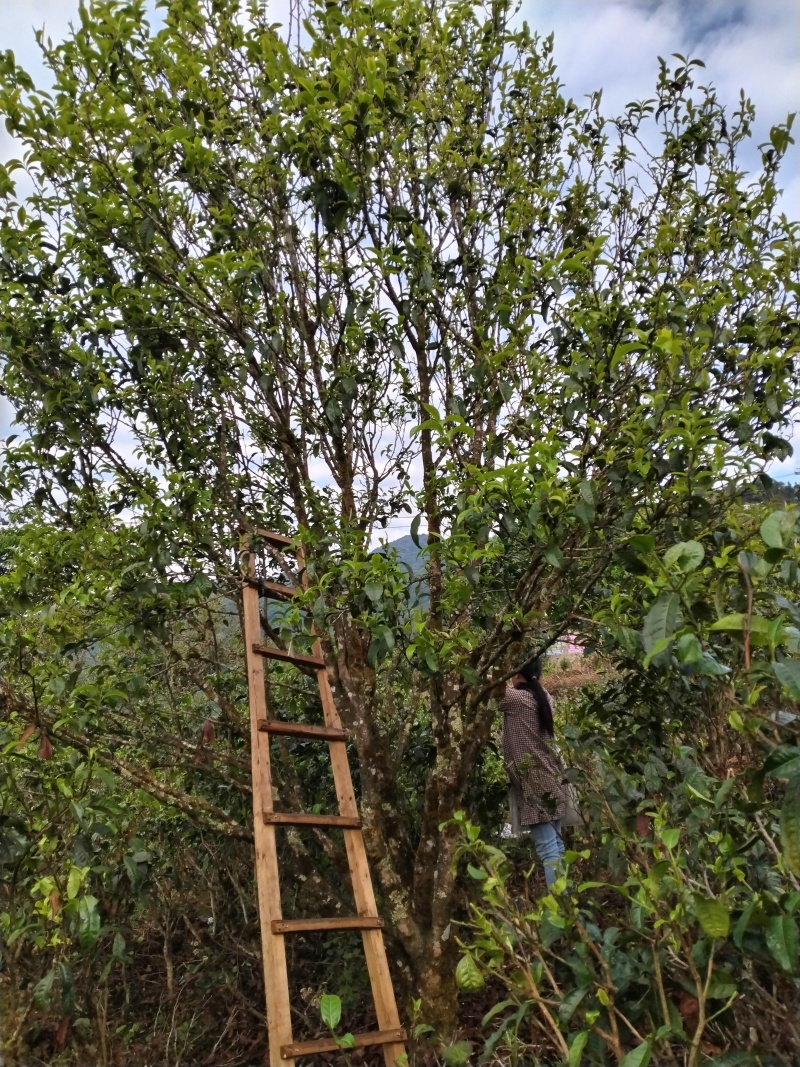 【推荐】云南勐库大雪山古树茶，茶园生态环境好，茶品质好，