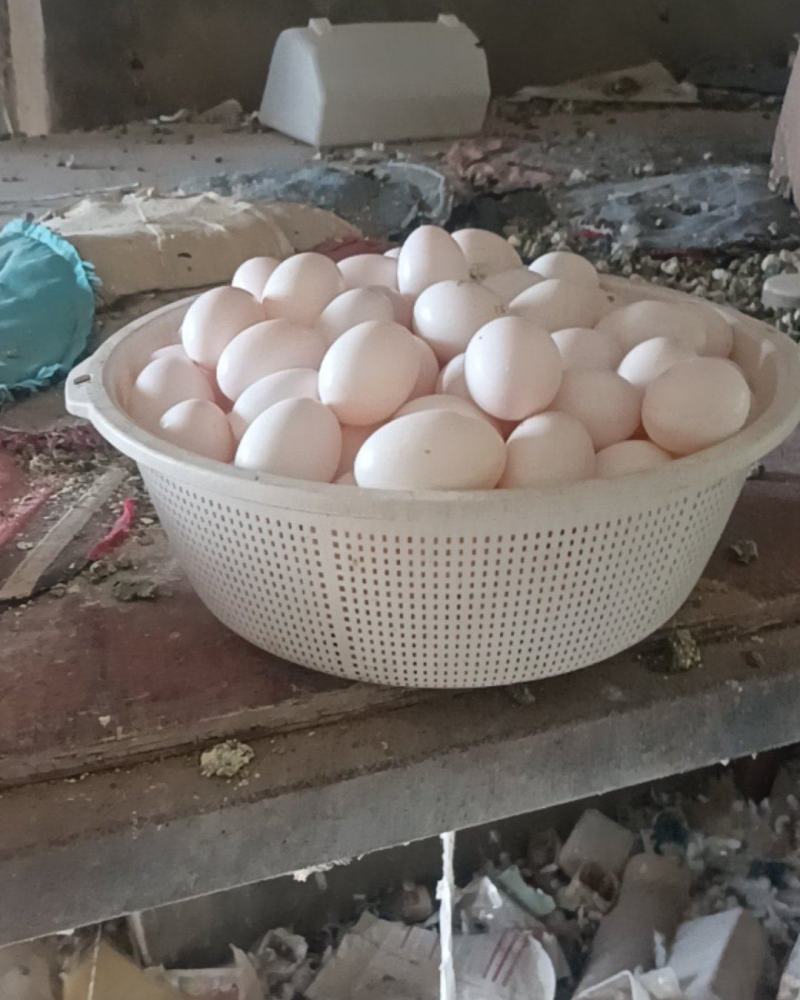鸽子蛋
