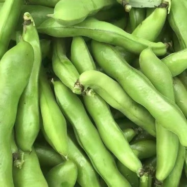 精品大蚕豆全国发货基地直发量大从优