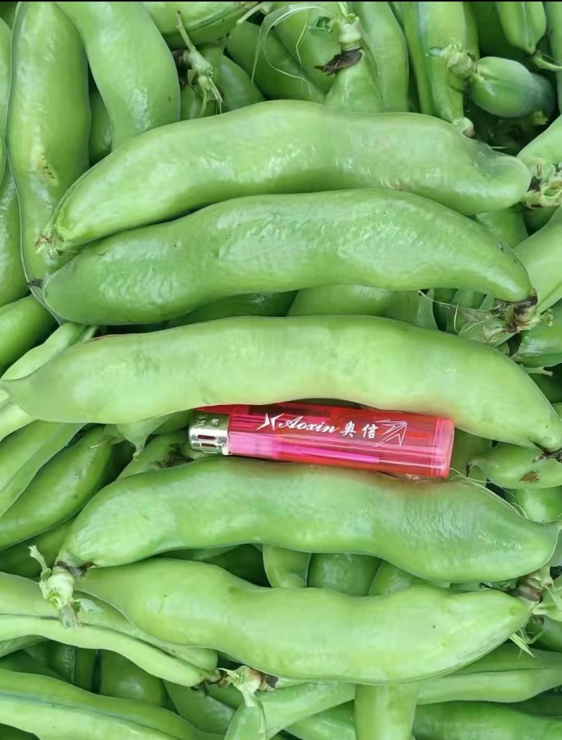 精品大蚕豆全国发货基地直发量大从优