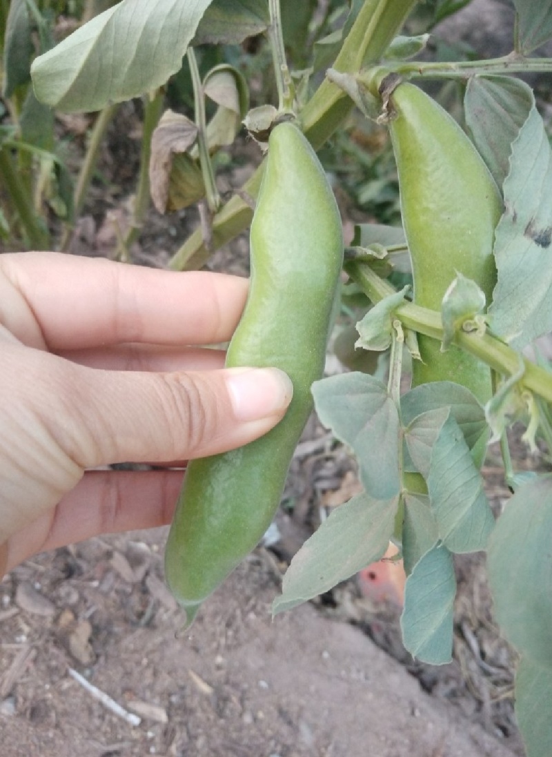 精品大蚕豆全国发货基地直发量大从优