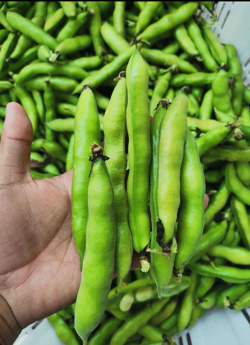 精品大蚕豆全国发货基地直发量大从优