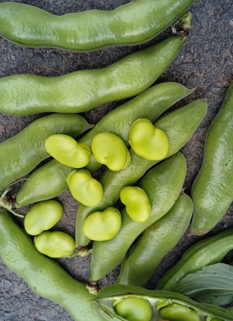 精品大蚕豆全国发货基地直发量大从优