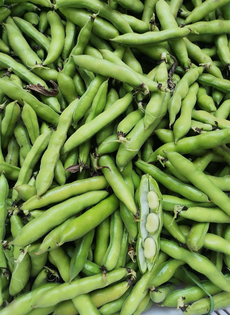 精品大蚕豆全国发货基地直发量大从优