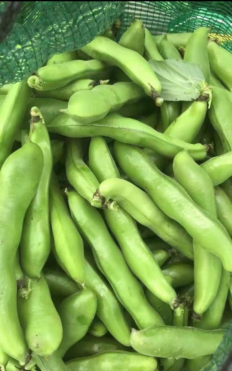 精品大蚕豆全国发货基地直发量大从优