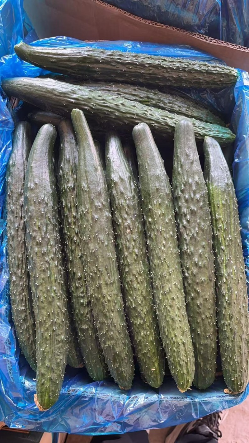 夏邑县密刺油亮绿瓤产地大量发货，干花带刺全国发货