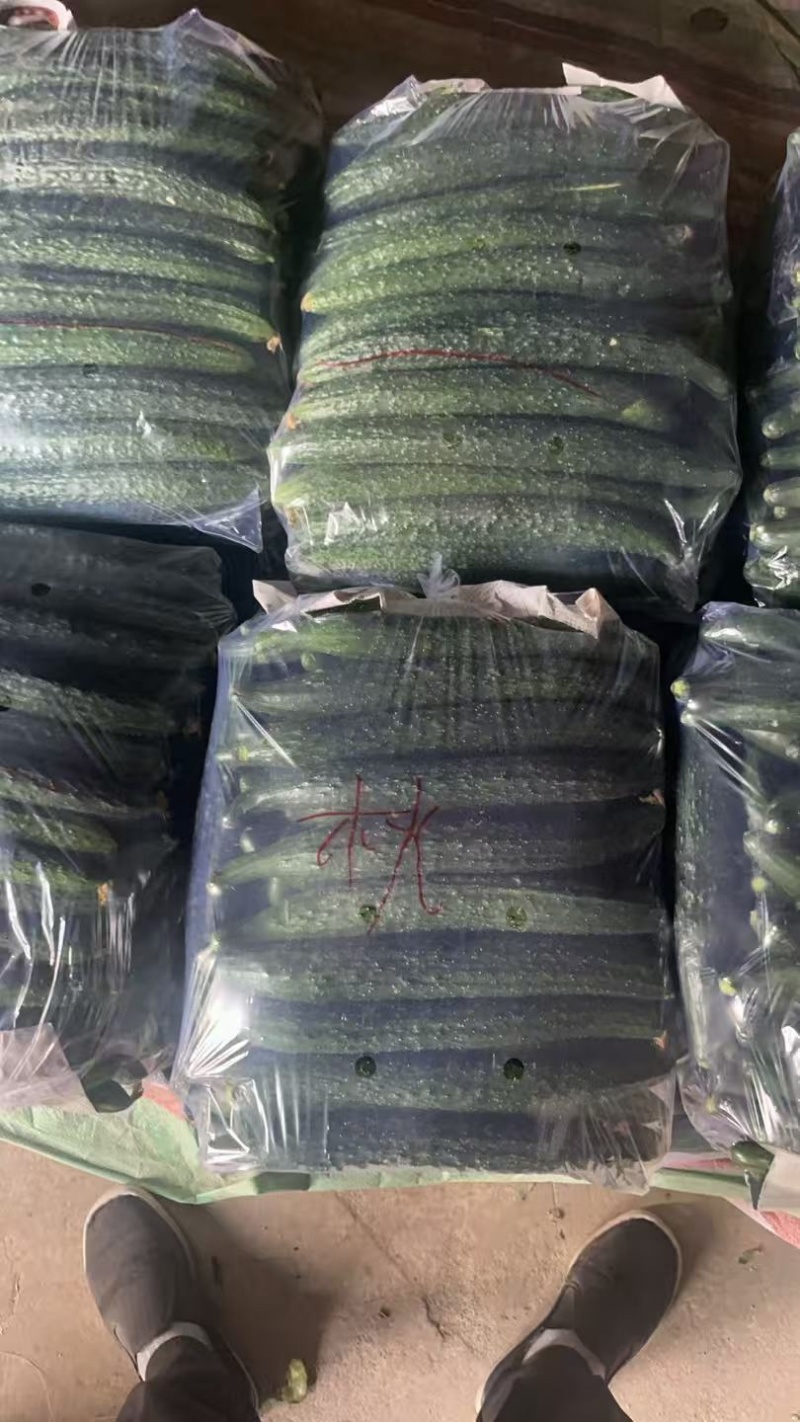 夏邑县密刺油亮绿瓤产地大量发货，干花带刺全国发货