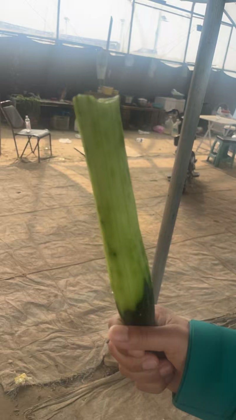 夏邑县密刺油亮绿瓤产地大量发货，干花带刺全国发货