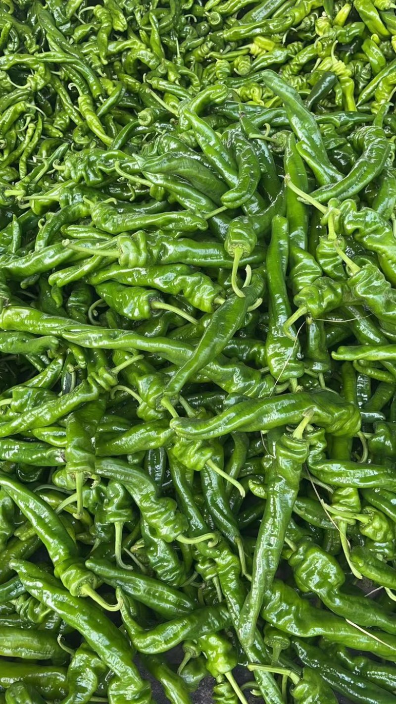 河南夏邑薄皮辣椒线椒货源稳定货源充足量大价格不高，