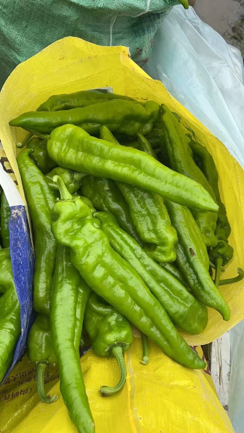 河南夏邑薄皮辣椒线椒货源稳定货源充足量大价格不高，