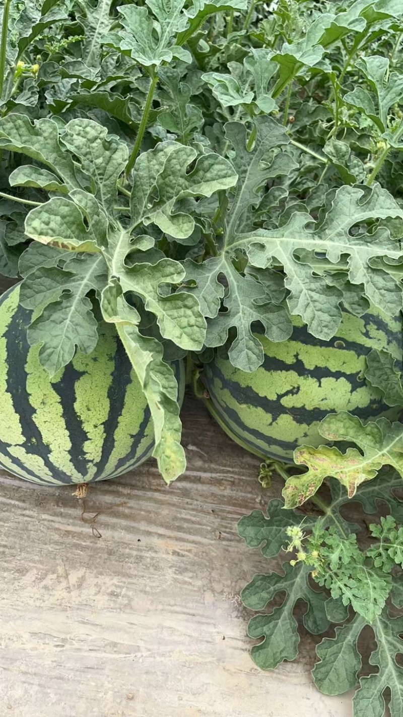 夏邑县无籽西瓜美都麒麟大量上货价格不贵万亩规模