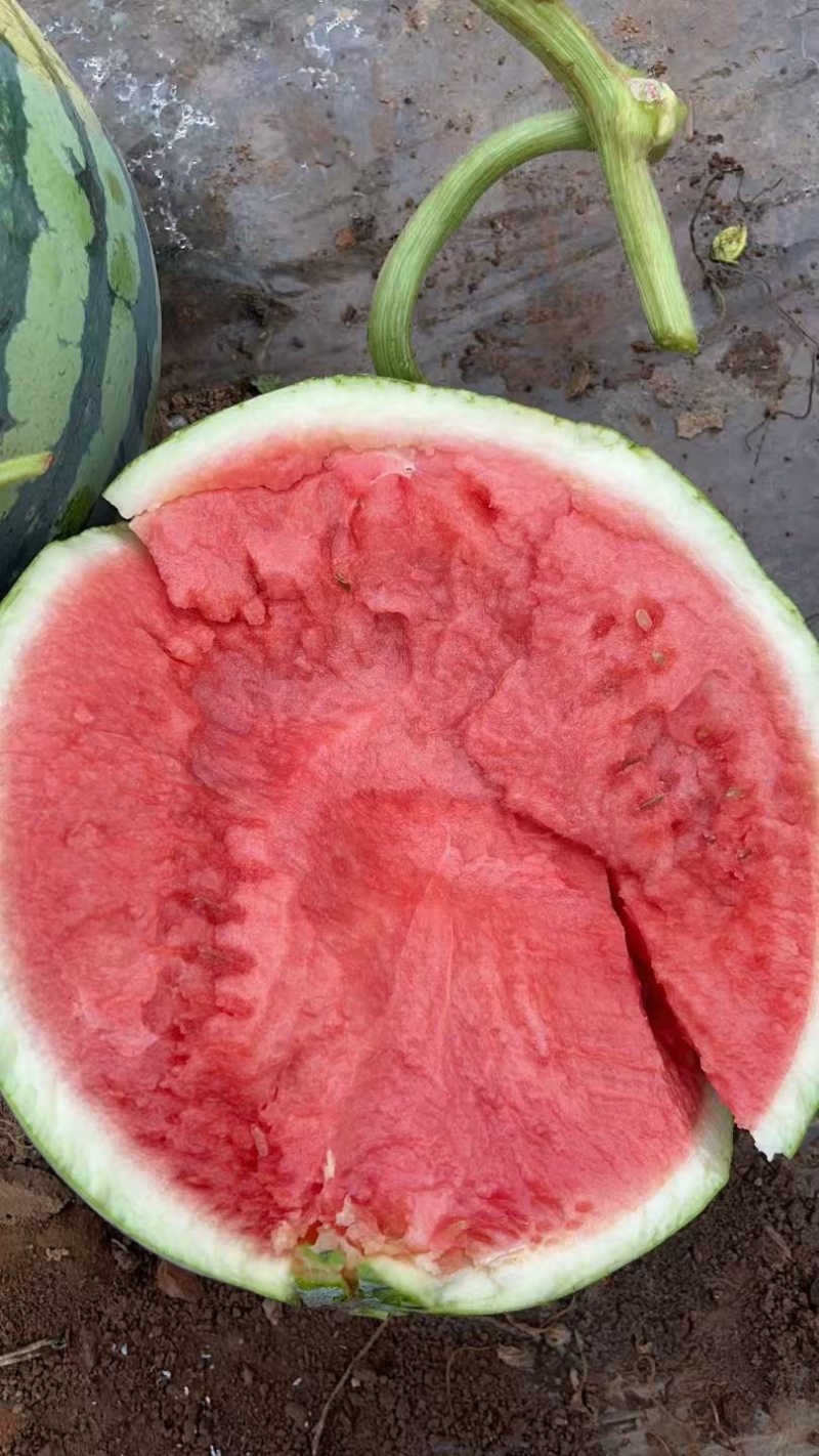 夏邑县无籽西瓜美都麒麟大量上货价格不贵万亩规模