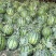 夏邑县无籽西瓜美都麒麟大量上货价格不贵万亩规模