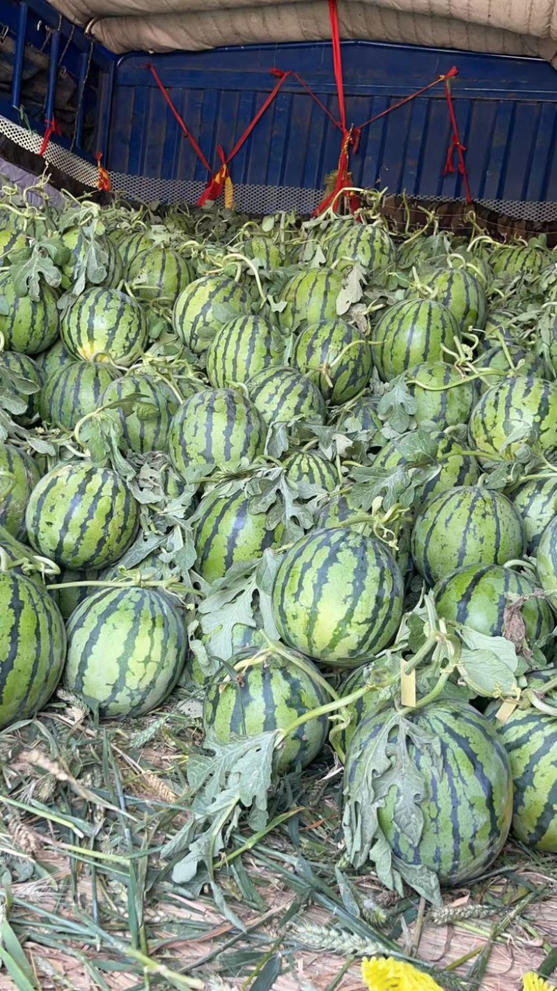夏邑县无籽西瓜美都麒麟大量上货价格不贵万亩规模