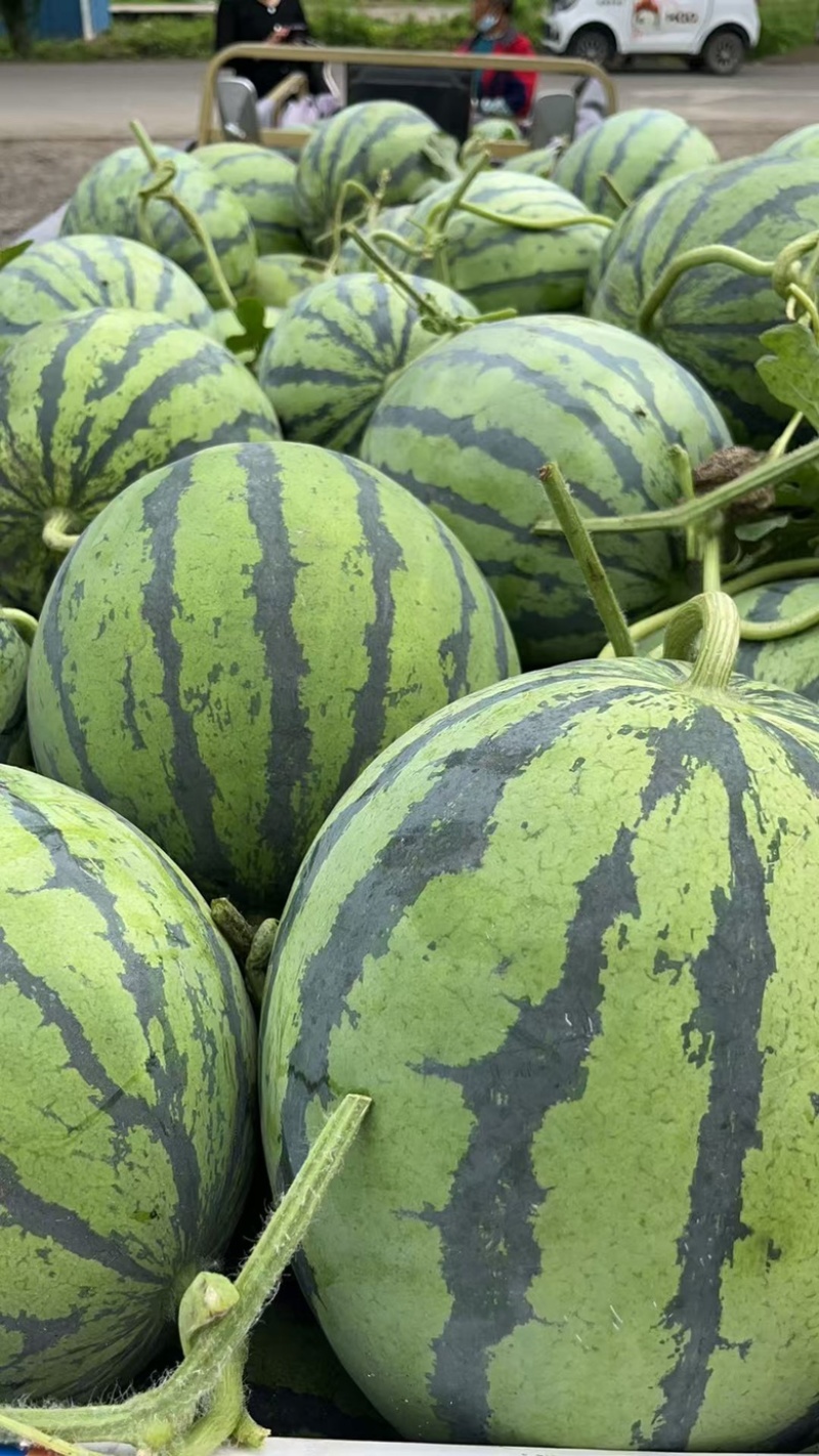 夏邑县无籽西瓜美都麒麟大量上货价格不贵万亩规模