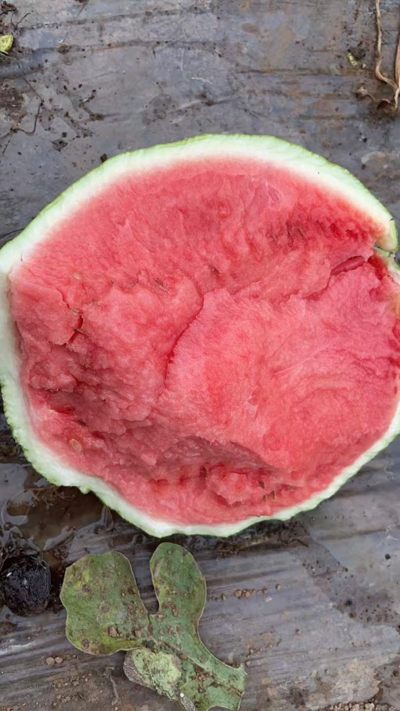 夏邑县无籽西瓜美都麒麟大量上货价格不贵万亩规模