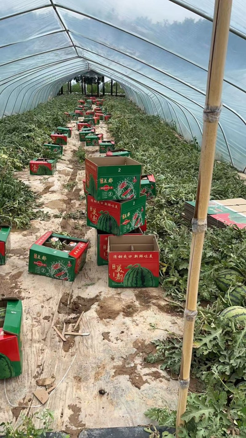 夏邑县无籽西瓜美都麒麟大量上货价格不贵万亩规模