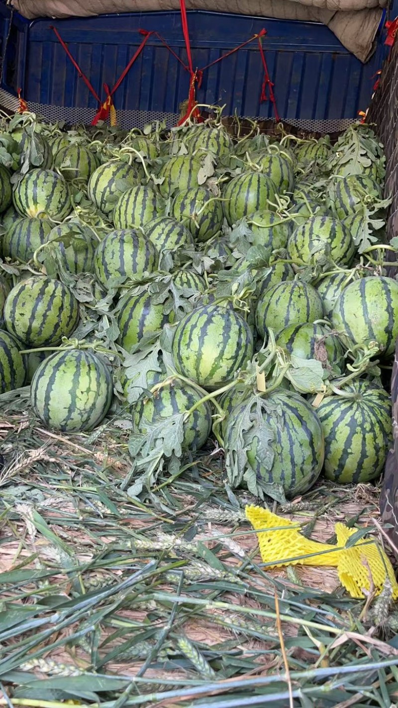 夏邑县无籽西瓜美都麒麟大量上货价格不贵万亩规模