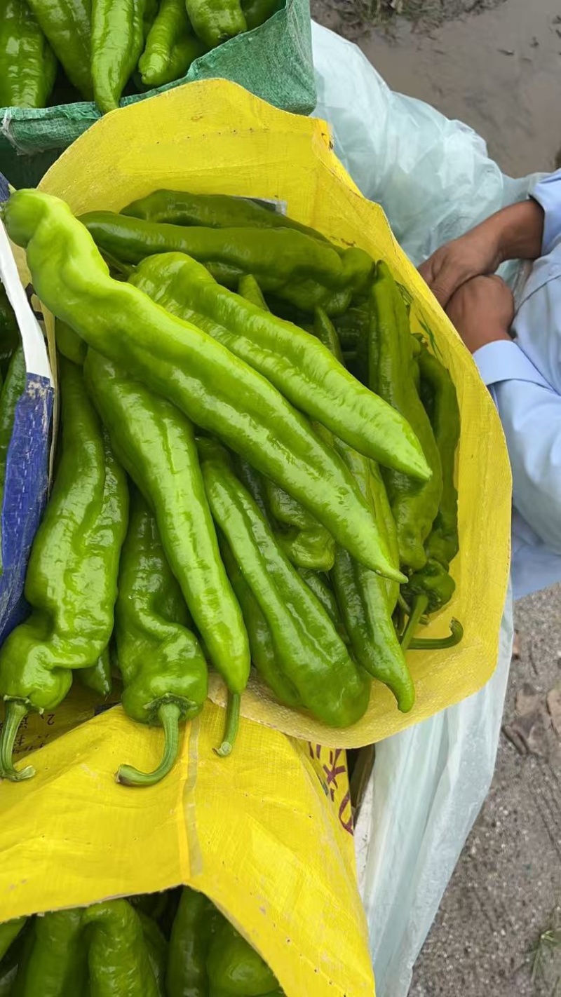 薄皮椒夏邑县万亩辣椒精品大棚基地质量好价格低