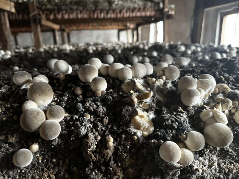 鲜草菇