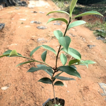 油茶油茶苗苗木种苗油茶油茶苗产地直供量大优惠