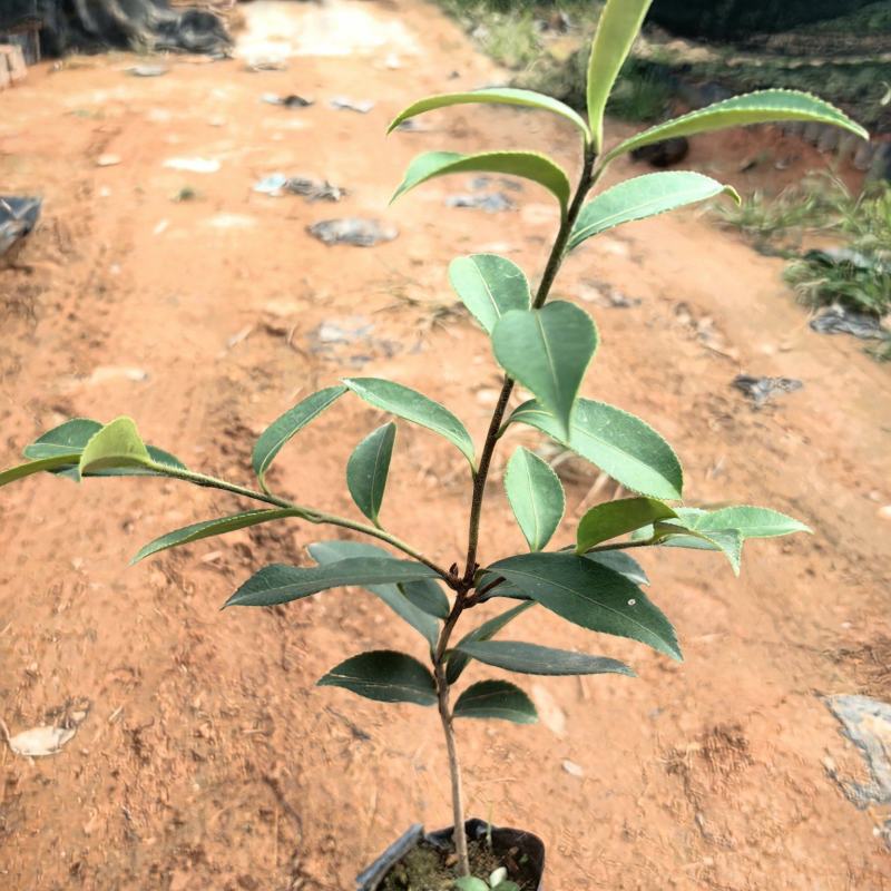 油茶油茶苗苗木种苗油茶油茶苗产地直供量大优惠