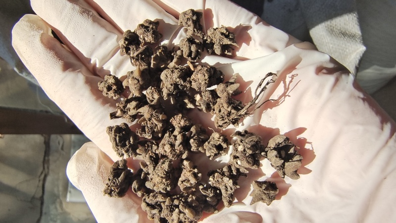猫爪草水洗三遍干货2斤起包邮量大从优