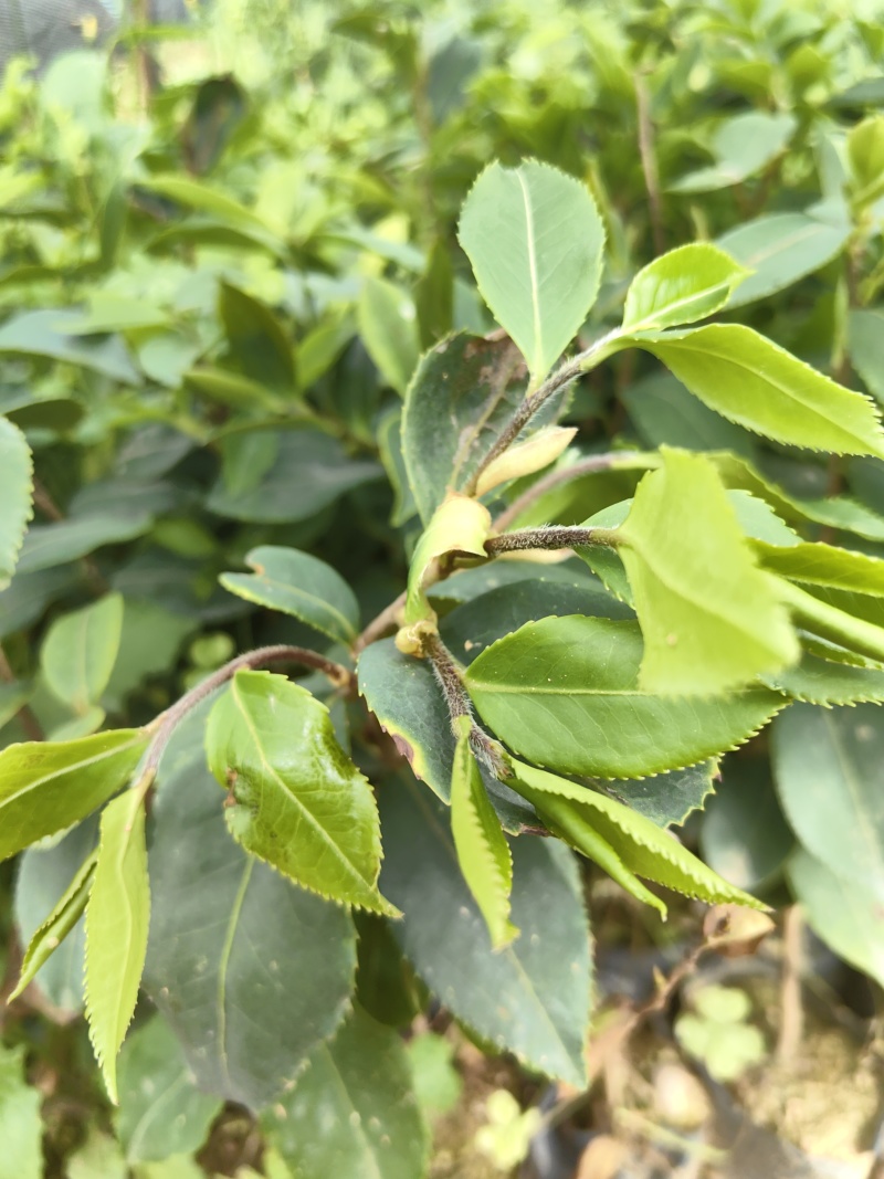 油茶油茶苗苗木种苗油茶油茶苗产地直供量大优惠