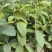 油茶油茶苗苗木种苗油茶油茶苗产地直供量大优惠