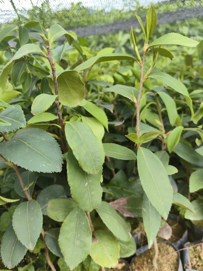 油茶油茶苗苗木种苗油茶油茶苗产地直供量大优惠