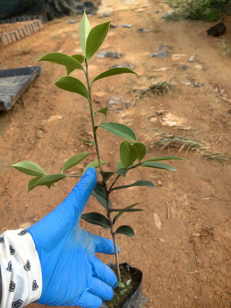 油茶油茶苗苗木种苗油茶油茶苗产地直供量大优惠