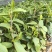 油茶油茶苗苗木种苗油茶油茶苗产地直供量大优惠