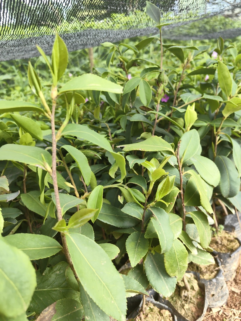 油茶油茶苗苗木种苗油茶油茶苗产地直供量大优惠