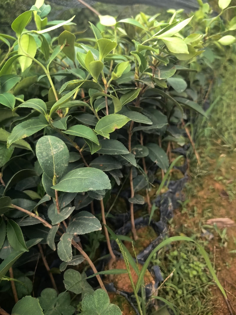 油茶油茶苗苗木种苗油茶油茶苗产地直供量大优惠