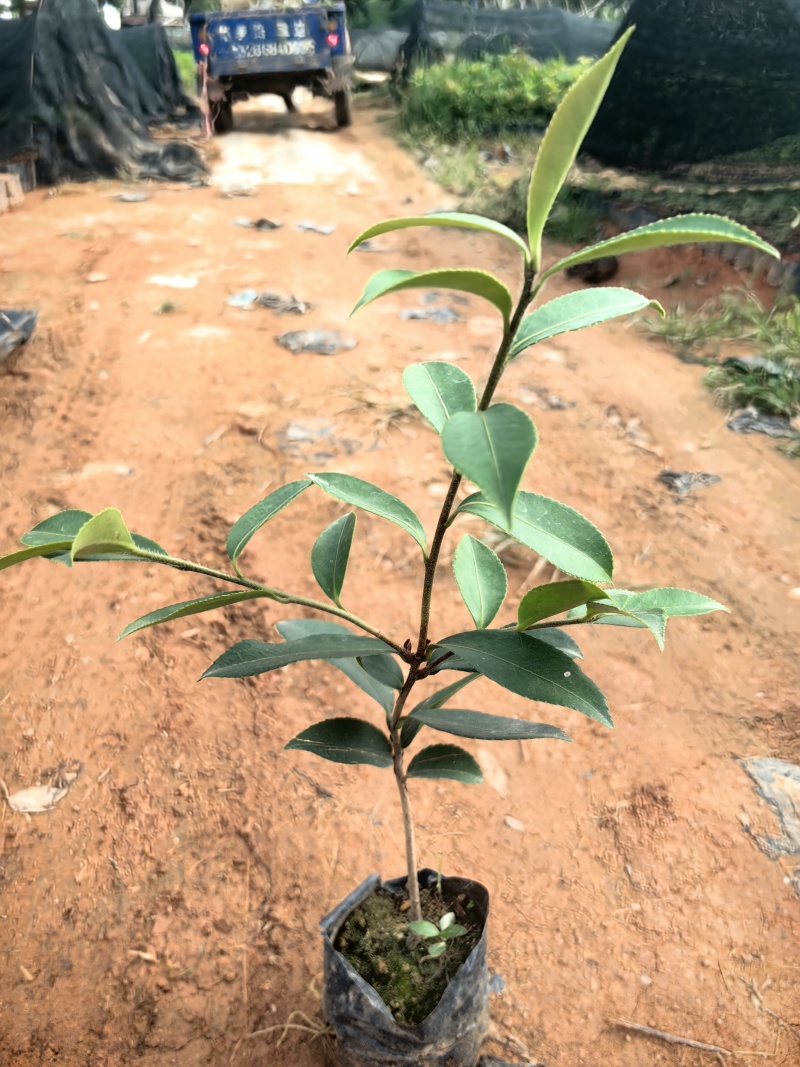 油茶油茶苗苗木种苗油茶油茶苗产地直供量大优惠