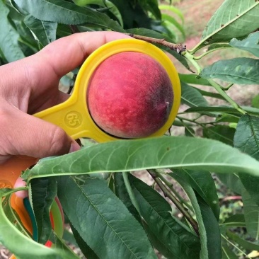 优质,毛桃,特早红,突围大量上市,一手货源,基地直发