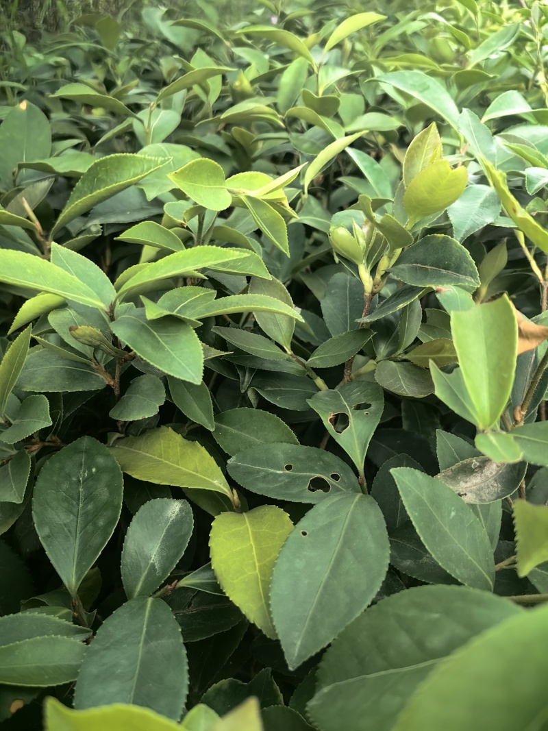 油茶油茶苗苗木种苗油茶油茶苗产地直供量大优惠