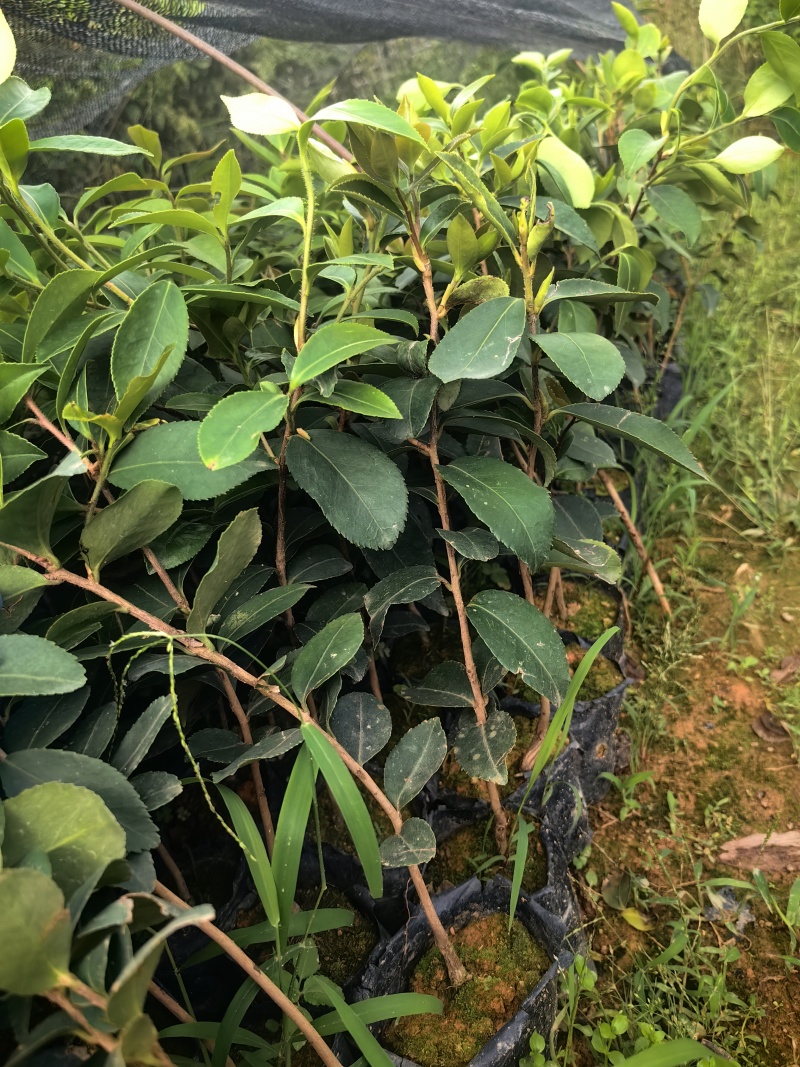 油茶油茶苗苗木种苗油茶油茶苗产地直供量大优惠