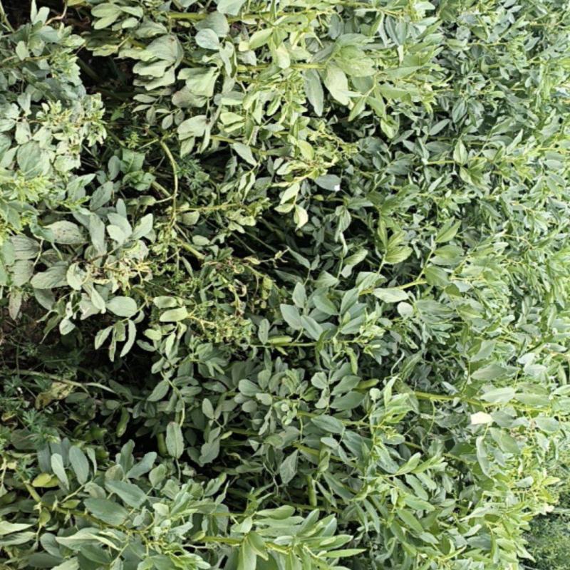 小角蚕豆，籽粒饱满.现货三百亩，批发零售，量大从优