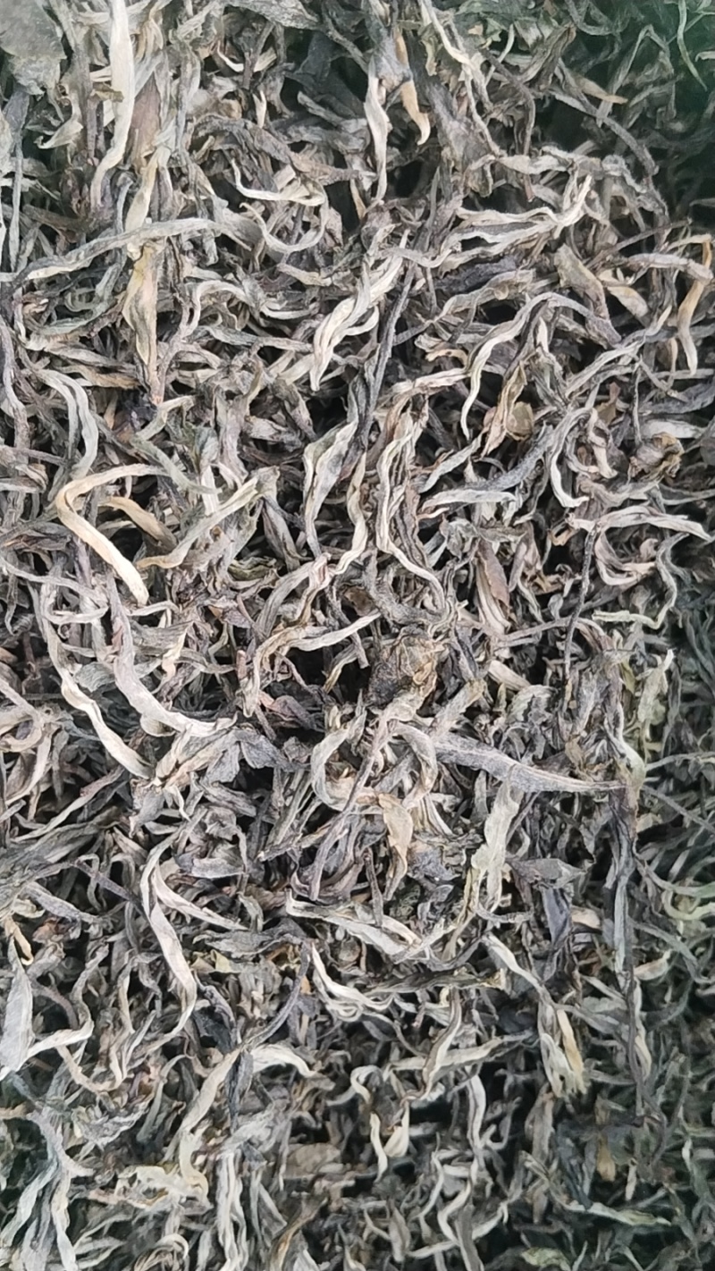 勐板乡，大树普洱茶生茶