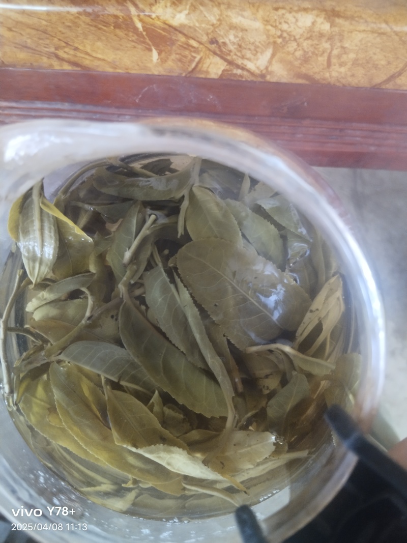 勐板乡，大树普洱茶生茶