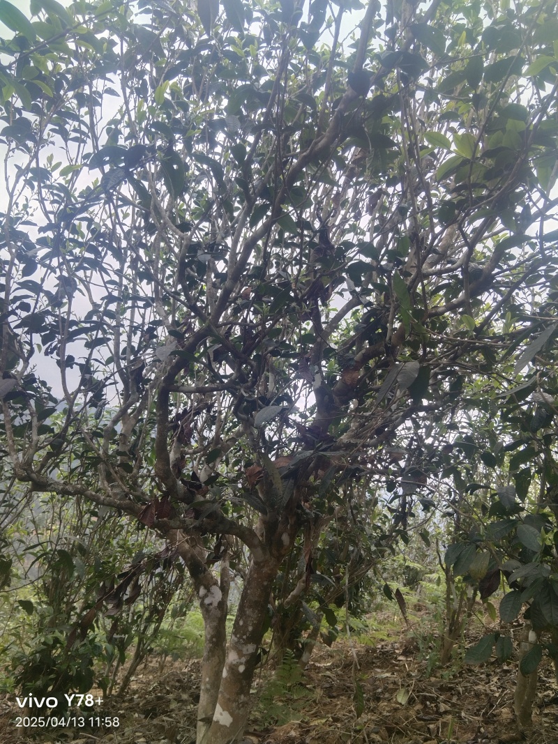 勐板乡，大树普洱茶生茶