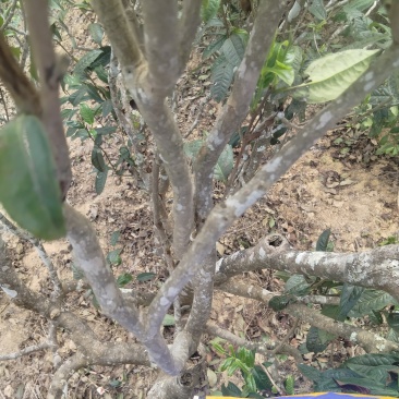 勐板乡，大树普洱茶生茶