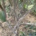 勐板乡，大树普洱茶生茶