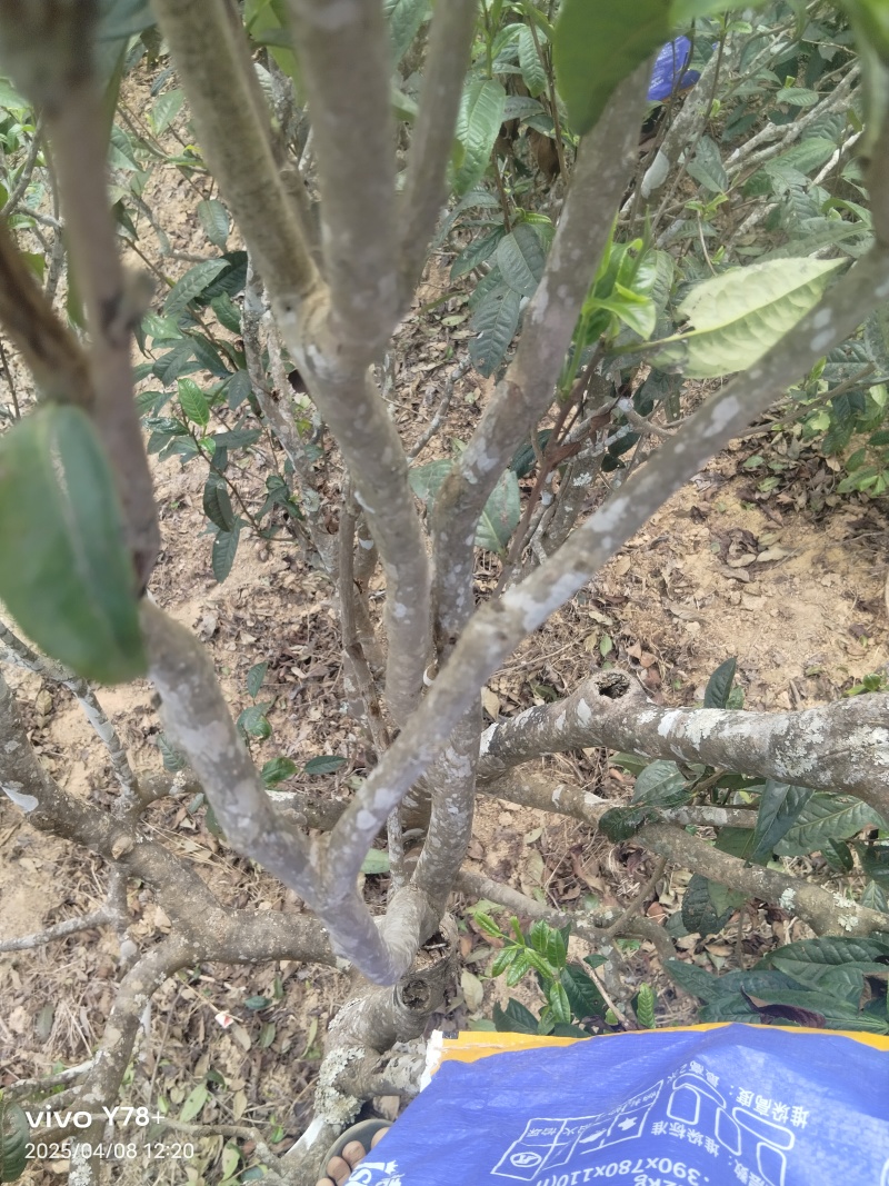 勐板乡，大树普洱茶生茶