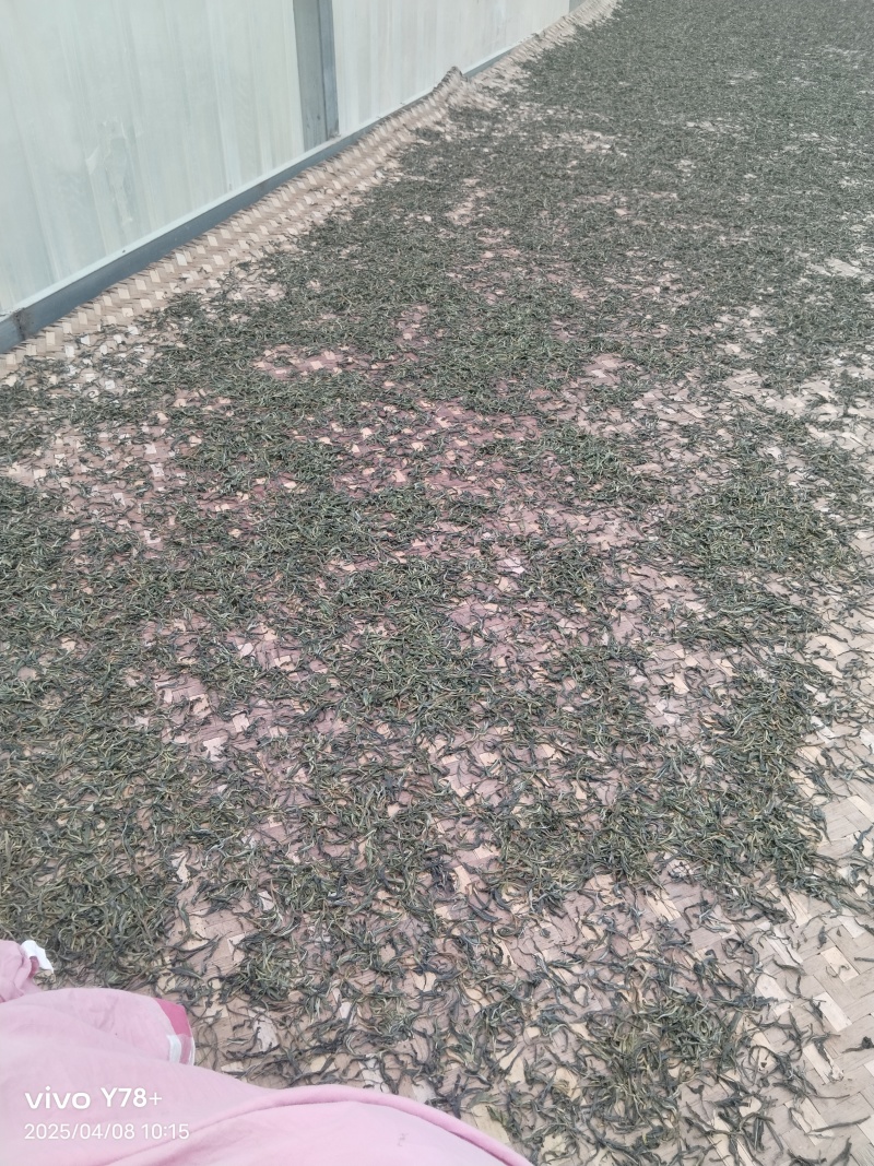 勐板乡，大树普洱茶生茶
